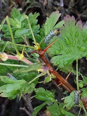 Euura ribesii