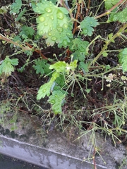 Euura ribesii