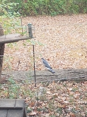 Accipiter cooperii