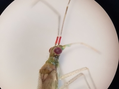 Dicyphus epilobii