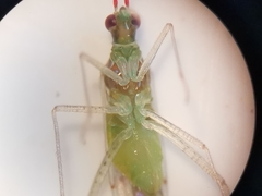 Dicyphus epilobii