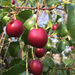 Plums, Cherries, and Allies - Photo (c) meliains, some rights reserved (CC BY-NC)