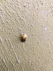 Eurypepla brevilineata