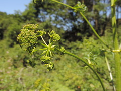 Peucedanum verticillare