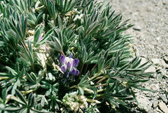 Lupinus subacaulis