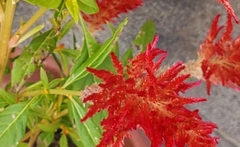 Celosia argentea plumosa
