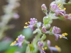 Ocimum tenuiflorum