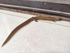 Riopa albopunctata