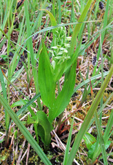 Platanthera convallariifolia