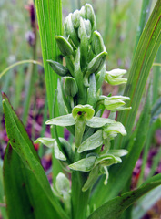 Platanthera convallariifolia