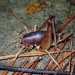 Camel Crickets - Photo (c) orthoptera-jp, some rights reserved (CC BY-NC), uploaded by orthoptera-jp