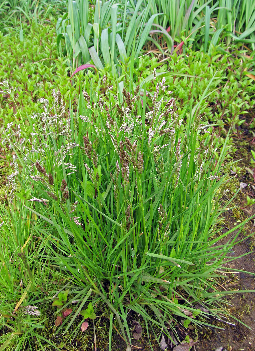 Deschampsia cespitosa ssp. beringensis