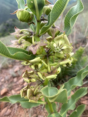 Pachycarpus asperifolius image