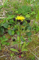 Picris japonica kamtschatica