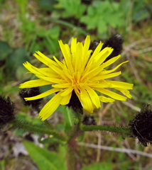 Picris japonica kamtschatica