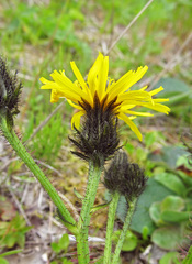 Picris japonica kamtschatica