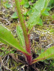 Picris japonica kamtschatica