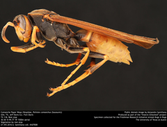 Polistes comanchus comanchus