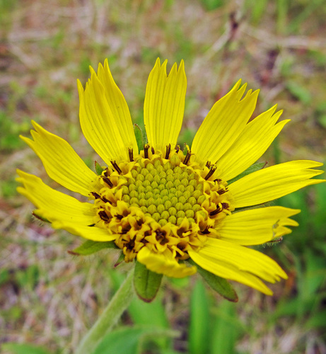 Arnica unalaschcensis iNat (3)