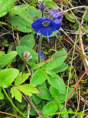 Veronica grandiflora