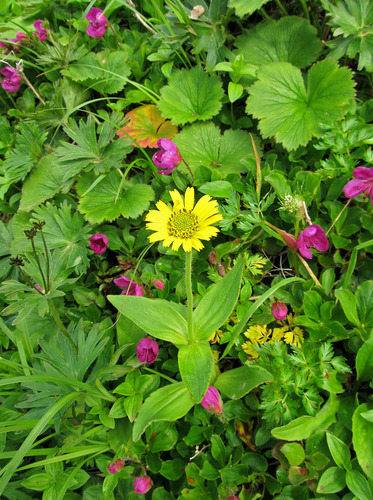 Arnica unalaschcensis iNat (1)