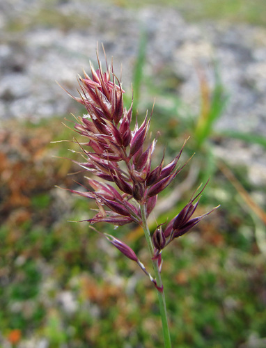 one and a half flower reedgrass (Calamagrostis sesquiflora)