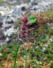 Calamagrostis sesquiflora