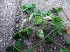 Oxalis corniculata corniculata