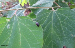 Basanus tsushimensis