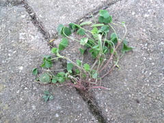 Oxalis corniculata corniculata