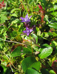 Gentianella auriculata