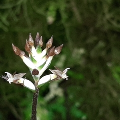 Cranichis wageneri
