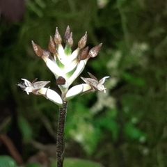 Cranichis wageneri