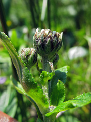 Achillea ptarmica macrocephala