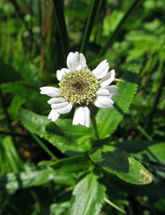 Achillea ptarmica macrocephala