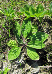 Plantago camtschatica