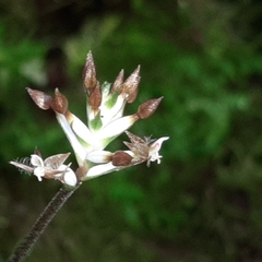 Cranichis wageneri