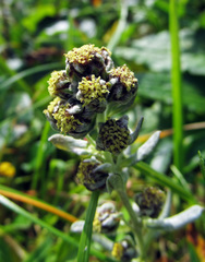 Artemisia furcata