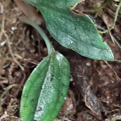 Cranichis wageneri