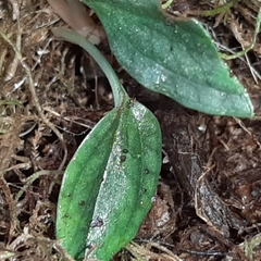 Cranichis wageneri