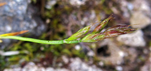Alaska fescue (Festuca brevissima)