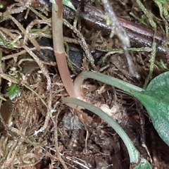Cranichis wageneri