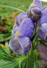 Aconitum maximum