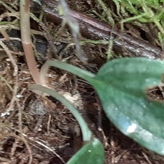 Cranichis wageneri