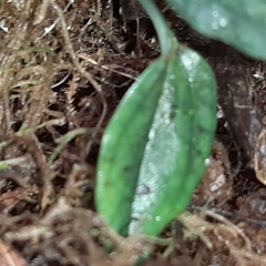Cranichis wageneri