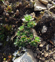 Draba tschuktschorum