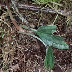 Cranichis wageneri