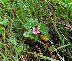 Rubus arcticus stellatus
