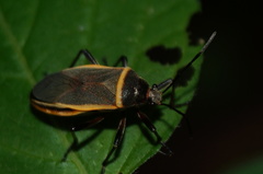 Largus longulus