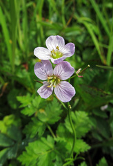 Cardamine polemonioides